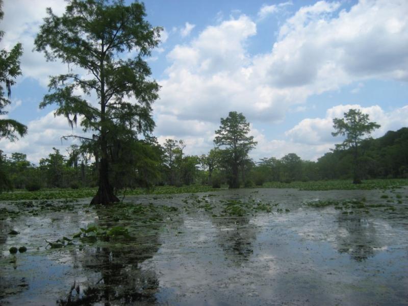 Merchants Millpond State Park