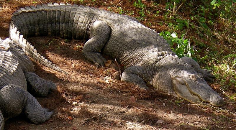 <img typeof="foaf:Image" src="http://statelibrarync.org/learnnc/sites/default/files/images/alligator.jpg" width="1024" height="565" alt="Alligator" title="Alligator" />