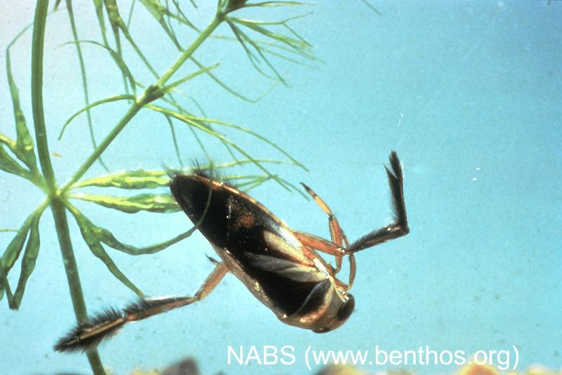 <img typeof="foaf:Image" src="http://statelibrarync.org/learnnc/sites/default/files/images/backswimmer.jpg" width="800" height="533" alt="Backswimmer adult" title="Backswimmer adult" /> <img typeof="foaf:Image" src="http://statelibrarync.org/learnnc/sites/default/files/images/backswimmer.jpg" width="800" height="533" alt="Backswimmer adult" title="Backswimmer adult" />