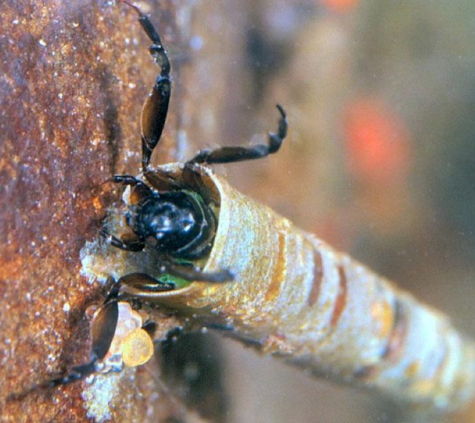 <img typeof="foaf:Image" src="http://statelibrarync.org/learnnc/sites/default/files/images/caddisfly_larva.jpg" width="692" height="616" alt="Caddisfly larva" title="Caddisfly larva" /> <img typeof="foaf:Image" src="http://statelibrarync.org/learnnc/sites/default/files/images/caddisfly_larva.jpg" width="692" height="616" alt="Caddisfly larva" title="Caddisfly larva" />