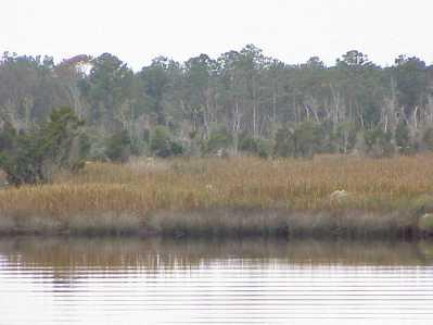<img typeof="foaf:Image" src="http://statelibrarync.org/learnnc/sites/default/files/images/cedebwr11.jpg" width="399" height="299" alt="Freshwater marsh with salt marsh fringe at low salinity area" title="Freshwater marsh with salt marsh fringe at low salinity area" />