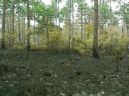 <img typeof="foaf:Image" src="http://statelibrarync.org/learnnc/sites/default/files/images/controlled_burn.jpg" width="450" height="338" alt="after the controlled burn" title="after the controlled burn" />