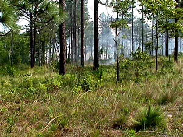 <img typeof="foaf:Image" src="http://statelibrarync.org/learnnc/sites/default/files/images/controlled_burn2.jpg" width="600" height="450" alt="Long distance controlled burn" title="Long distance controlled burn" />