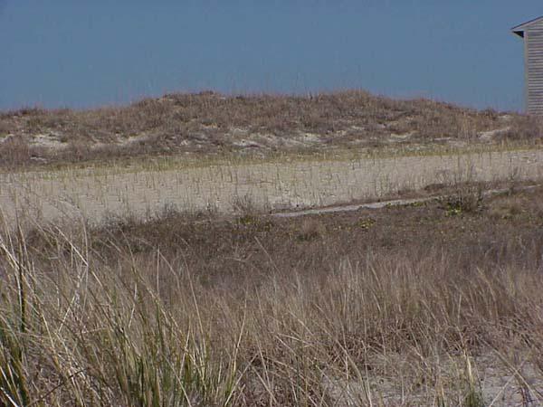 <img typeof="foaf:Image" src="http://statelibrarync.org/learnnc/sites/default/files/images/dune_building.jpg" width="600" height="450" alt="Dune building/stabilization project-Bogue Banks" title="Dune building/stabilization project-Bogue Banks" />