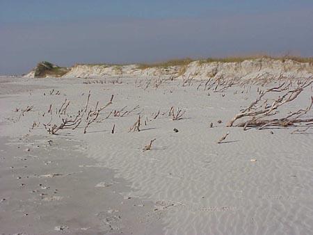 <img typeof="foaf:Image" src="http://statelibrarync.org/learnnc/sites/default/files/images/dune_erosion.jpg" width="450" height="338" alt="Dune erosion on Bear Island" title="Dune erosion on Bear Island" />
