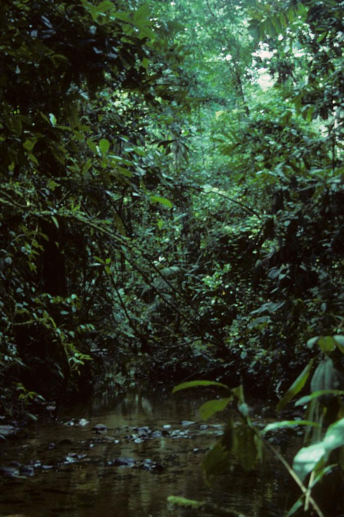 <img typeof="foaf:Image" src="http://statelibrarync.org/learnnc/sites/default/files/images/ecuador_013.jpg" width="682" height="1024" alt="Stream running through the Ecuadorian rainforest" title="Stream running through the Ecuadorian rainforest" />
