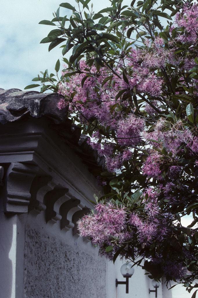 <img typeof="foaf:Image" src="http://statelibrarync.org/learnnc/sites/default/files/images/ecuador_063.jpg" width="682" height="1024" alt="Purple flowers in Riobamba, Ecuador" title="Purple flowers in Riobamba, Ecuador" /> <img typeof="foaf:Image" src="http://statelibrarync.org/learnnc/sites/default/files/images/ecuador_063.jpg" width="682" height="1024" alt="Purple flowers in Riobamba, Ecuador" title="Purple flowers in Riobamba, Ecuador" />