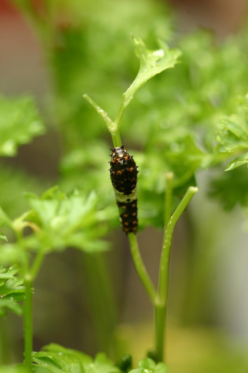 <img typeof="foaf:Image" src="http://statelibrarync.org/learnnc/sites/default/files/images/esb05.jpg" width="2048" height="3072" alt="Eastern black swallowtail butterfly: First larval instar" title="Eastern black swallowtail butterfly: First larval instar" />