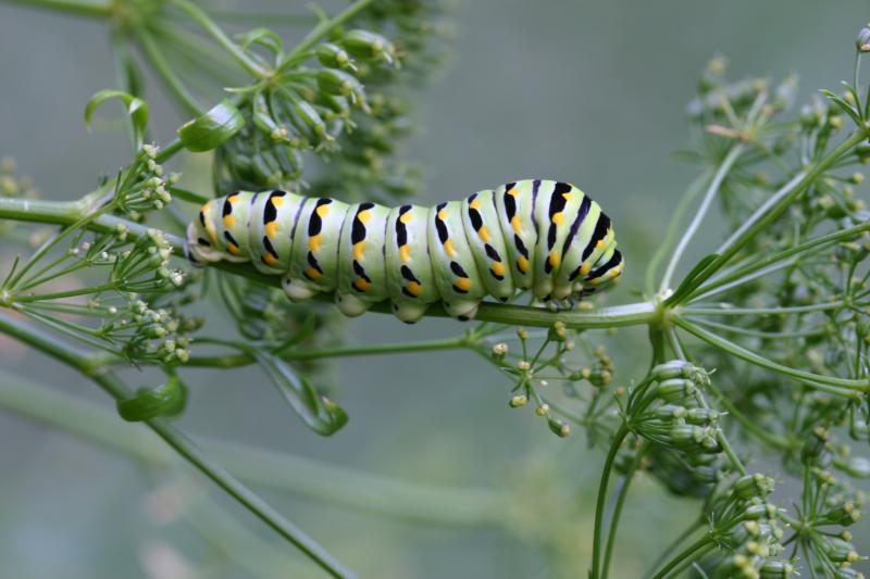 <img typeof="foaf:Image" src="http://statelibrarync.org/learnnc/sites/default/files/images/esb12.jpg" width="3072" height="2048" alt="Eastern black swallowtail butterfly: Third larval instar" title="Eastern black swallowtail butterfly: Third larval instar" /> <img typeof="foaf:Image" src="http://statelibrarync.org/learnnc/sites/default/files/images/esb12.jpg" width="3072" height="2048" alt="Eastern black swallowtail butterfly: Third larval instar" title="Eastern black swallowtail butterfly: Third larval instar" />