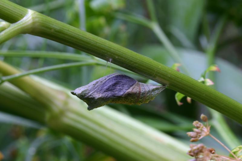 <img typeof="foaf:Image" src="http://statelibrarync.org/learnnc/sites/default/files/images/esb16.jpg" width="3072" height="2048" alt="Eastern black swallowtail butterfly: Chrysalis" title="Eastern black swallowtail butterfly: Chrysalis" /> <img typeof="foaf:Image" src="http://statelibrarync.org/learnnc/sites/default/files/images/esb16.jpg" width="3072" height="2048" alt="Eastern black swallowtail butterfly: Chrysalis" title="Eastern black swallowtail butterfly: Chrysalis" />