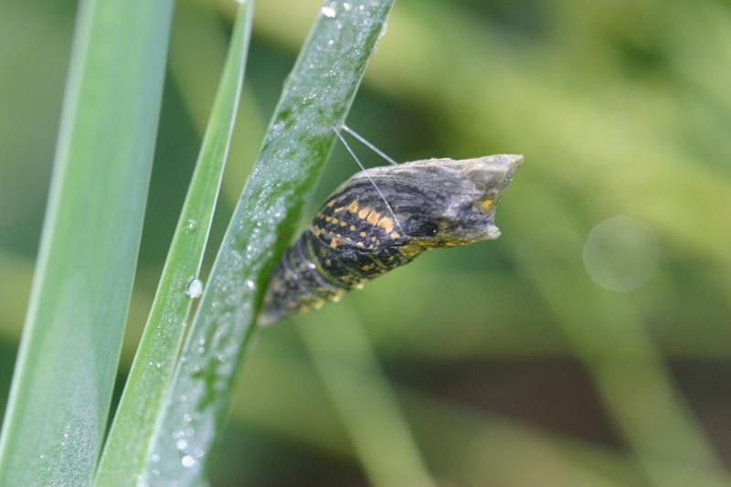 Eastern black swallowtail butterfly Emerging from chrysalis NCpedia