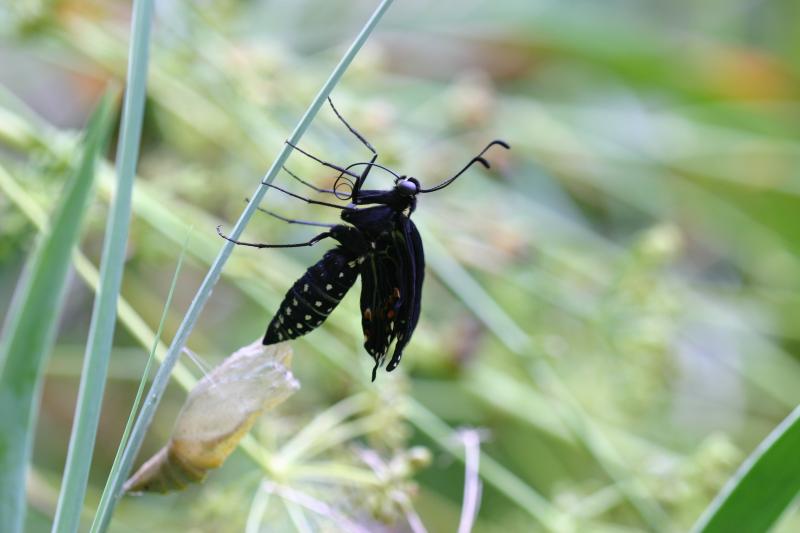 <img typeof="foaf:Image" src="http://statelibrarync.org/learnnc/sites/default/files/images/esb19.jpg" width="3072" height="2048" alt="Eastern black swallowtail butterfly: Emerging from chrysalis" title="Eastern black swallowtail butterfly: Emerging from chrysalis" />