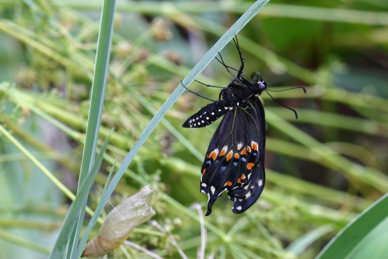 <img typeof="foaf:Image" src="http://statelibrarync.org/learnnc/sites/default/files/images/esb20.jpg" width="3072" height="2048" alt="Eastern black swallowtail butterfly" title="Eastern black swallowtail butterfly" /> <img typeof="foaf:Image" src="http://statelibrarync.org/learnnc/sites/default/files/images/esb20.jpg" width="3072" height="2048" alt="Eastern black swallowtail butterfly" title="Eastern black swallowtail butterfly" />