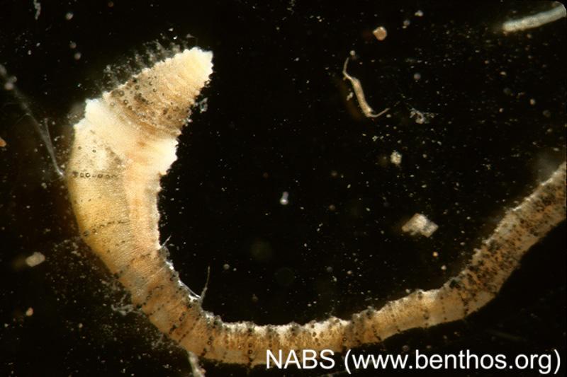 <img typeof="foaf:Image" src="http://statelibrarync.org/learnnc/sites/default/files/images/freshwater_worm.jpg" width="800" height="533" alt="Freshwater worm" title="Freshwater worm" /> <img typeof="foaf:Image" src="http://statelibrarync.org/learnnc/sites/default/files/images/freshwater_worm.jpg" width="800" height="533" alt="Freshwater worm" title="Freshwater worm" />