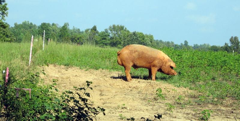 Hogs sold in North Carolina, 2007