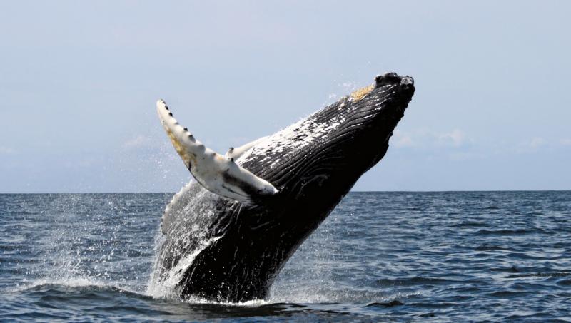 <img typeof="foaf:Image" src="http://statelibrarync.org/learnnc/sites/default/files/images/humpback_stellwagen.jpg" width="1765" height="1000" alt="Humpback whale" title="Humpback whale" />