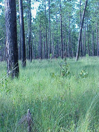<img typeof="foaf:Image" src="http://statelibrarync.org/learnnc/sites/default/files/images/longleaf_pine_savanna.jpg" width="400" height="533" alt="Longleaf pine savanna" title="Longleaf pine savanna" /> <img typeof="foaf:Image" src="http://statelibrarync.org/learnnc/sites/default/files/images/longleaf_pine_savanna.jpg" width="400" height="533" alt="Longleaf pine savanna" title="Longleaf pine savanna" />