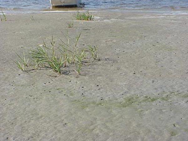 <img typeof="foaf:Image" src="http://statelibrarync.org/learnnc/sites/default/files/images/marsh_grass.jpg" width="600" height="450" alt="Salt marsh grass" title="Salt marsh grass" />