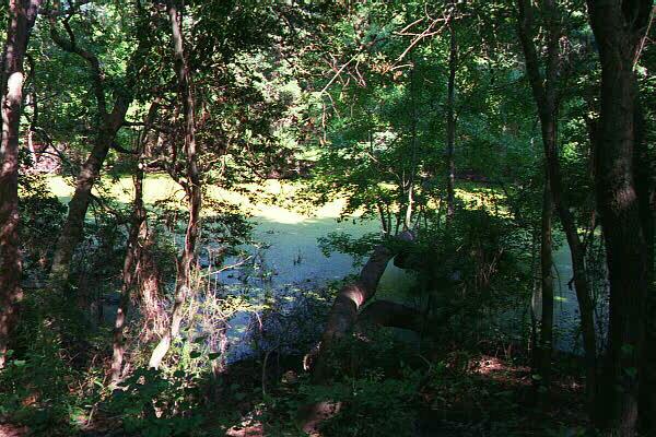 Nags Head Woods: a maritime forest A swampy forest.