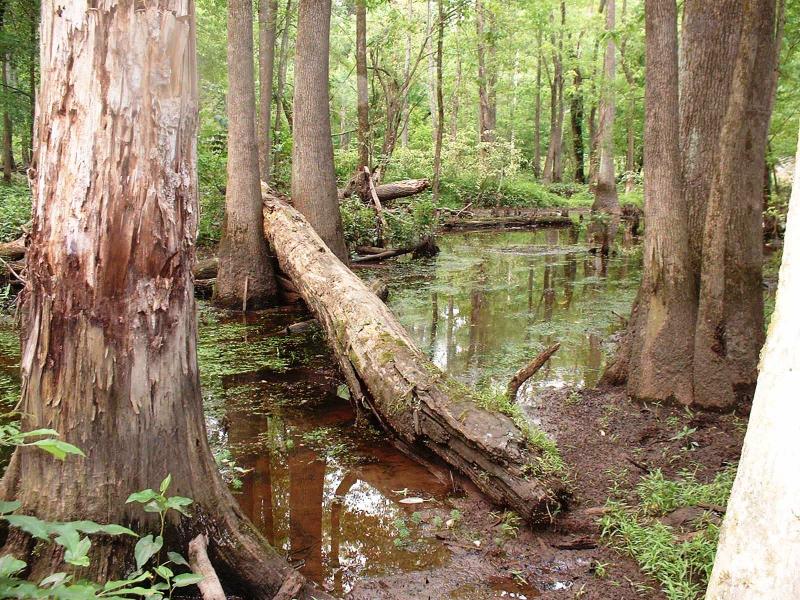 <img typeof="foaf:Image" src="http://statelibrarync.org/learnnc/sites/default/files/images/natural_stream3.jpg" width="1600" height="1200" alt="Natural stream" title="Natural stream" /> <img typeof="foaf:Image" src="http://statelibrarync.org/learnnc/sites/default/files/images/natural_stream3.jpg" width="1600" height="1200" alt="Natural stream" title="Natural stream" />