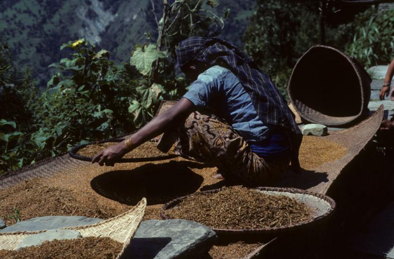 <img typeof="foaf:Image" src="http://statelibrarync.org/learnnc/sites/default/files/images/nepal_057.jpg" width="1024" height="675" alt="Mountain woman winnowing millet " title="Mountain woman winnowing millet " />