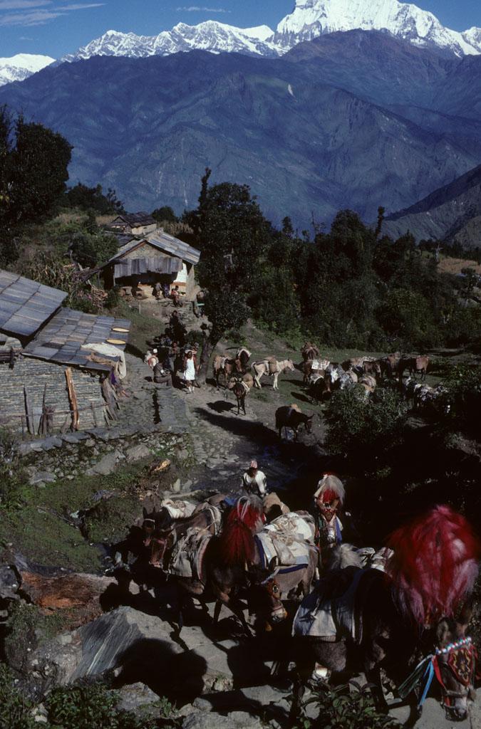 <img typeof="foaf:Image" src="http://statelibrarync.org/learnnc/sites/default/files/images/nepal_094.jpg" width="675" height="1024" alt="Donkeys resting along a mountain trail" title="Donkeys resting along a mountain trail" />