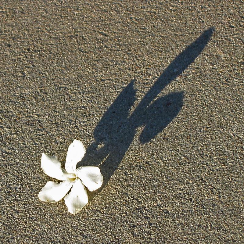 <img typeof="foaf:Image" src="http://statelibrarync.org/learnnc/sites/default/files/images/oleanderandshadow.jpg" width="800" height="800" alt="Oleander flower and its shadow" title="Oleander flower and its shadow" />