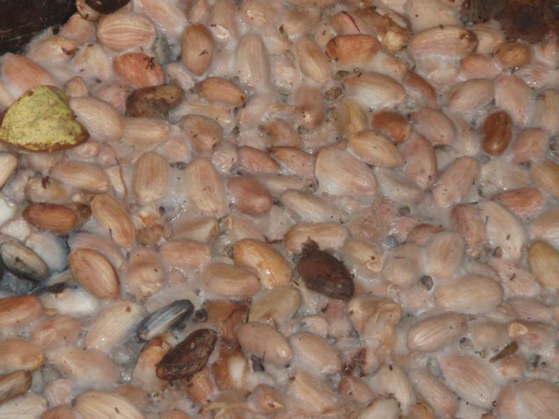 <img typeof="foaf:Image" src="http://statelibrarync.org/learnnc/sites/default/files/images/p7080608r.jpg" width="1024" height="768" alt="Close-up of fermenting cacao seeds" title="Close-up of fermenting cacao seeds" />