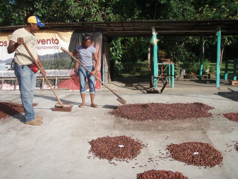 <img typeof="foaf:Image" src="http://statelibrarync.org/learnnc/sites/default/files/images/p7080615r.jpg" width="1024" height="768" alt="Learning to flip cacao seeds" title="Learning to flip cacao seeds" />