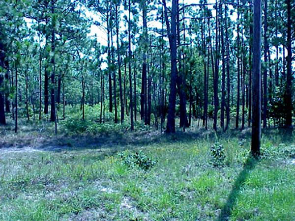 <img typeof="foaf:Image" src="http://statelibrarync.org/learnnc/sites/default/files/images/pine_forest.jpg" width="600" height="450" alt="Five year fire intervals" title="Five year fire intervals" />