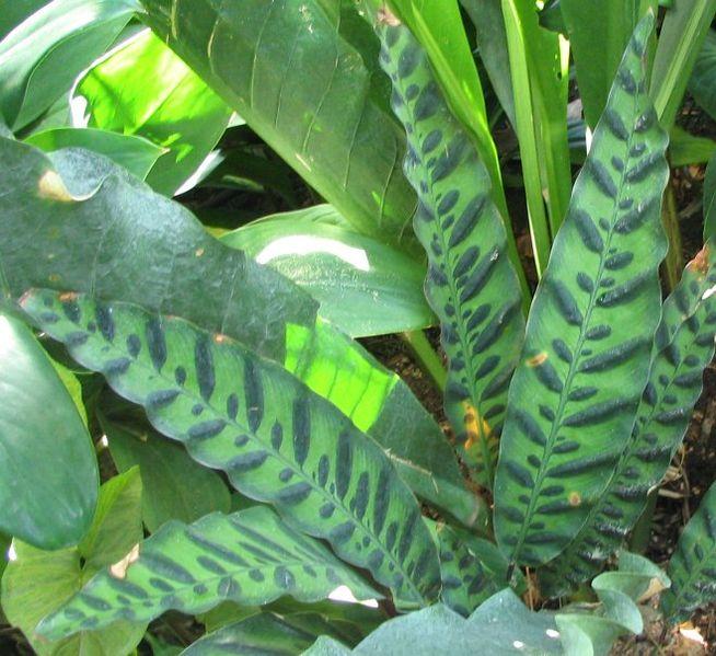 <img typeof="foaf:Image" src="http://statelibrarync.org/learnnc/sites/default/files/images/rattlesnake_calathea.jpg" width="654" height="599" alt="Rattlesnake plant" title="Rattlesnake plant" /> <img typeof="foaf:Image" src="http://statelibrarync.org/learnnc/sites/default/files/images/rattlesnake_calathea.jpg" width="654" height="599" alt="Rattlesnake plant" title="Rattlesnake plant" />