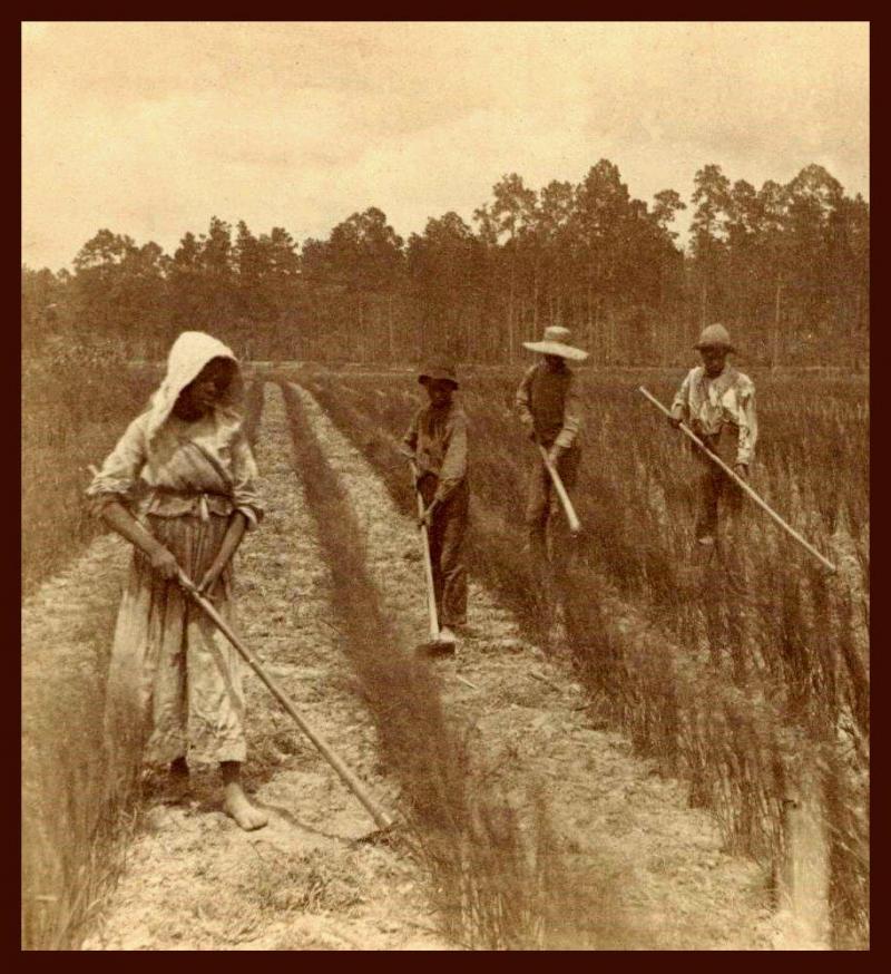 rice field worker