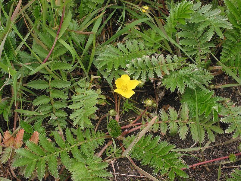 <img typeof="foaf:Image" src="http://statelibrarync.org/learnnc/sites/default/files/images/silverweed.jpg" width="800" height="600" alt="Silverweed" title="Silverweed" />