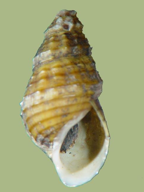<img typeof="foaf:Image" src="http://statelibrarync.org/learnnc/sites/default/files/images/snail.jpg" width="486" height="648" alt="Freshwater snail" title="Freshwater snail" />