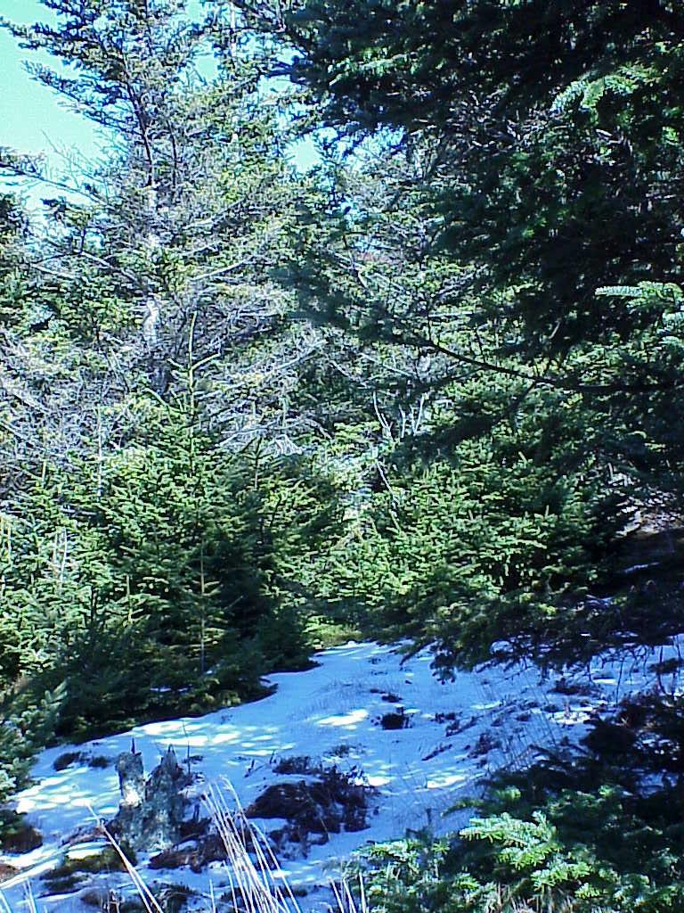 <img typeof="foaf:Image" src="http://statelibrarync.org/learnnc/sites/default/files/images/snow_forest.jpg" width="768" height="1024" alt="Snow in interior of forest" title="Snow in interior of forest" /> <img typeof="foaf:Image" src="http://statelibrarync.org/learnnc/sites/default/files/images/snow_forest.jpg" width="768" height="1024" alt="Snow in interior of forest" title="Snow in interior of forest" />
