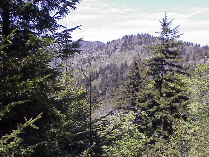 <img typeof="foaf:Image" src="http://statelibrarync.org/learnnc/sites/default/files/images/spruce_fir_forest2.jpg" width="1024" height="768" alt="Transitions to Spruce-fir Forest from Northern Hardwoods " title="Transitions to Spruce-fir Forest from Northern Hardwoods " /> <img typeof="foaf:Image" src="http://statelibrarync.org/learnnc/sites/default/files/images/spruce_fir_forest2.jpg" width="1024" height="768" alt="Transitions to Spruce-fir Forest from Northern Hardwoods " title="Transitions to Spruce-fir Forest from Northern Hardwoods " />