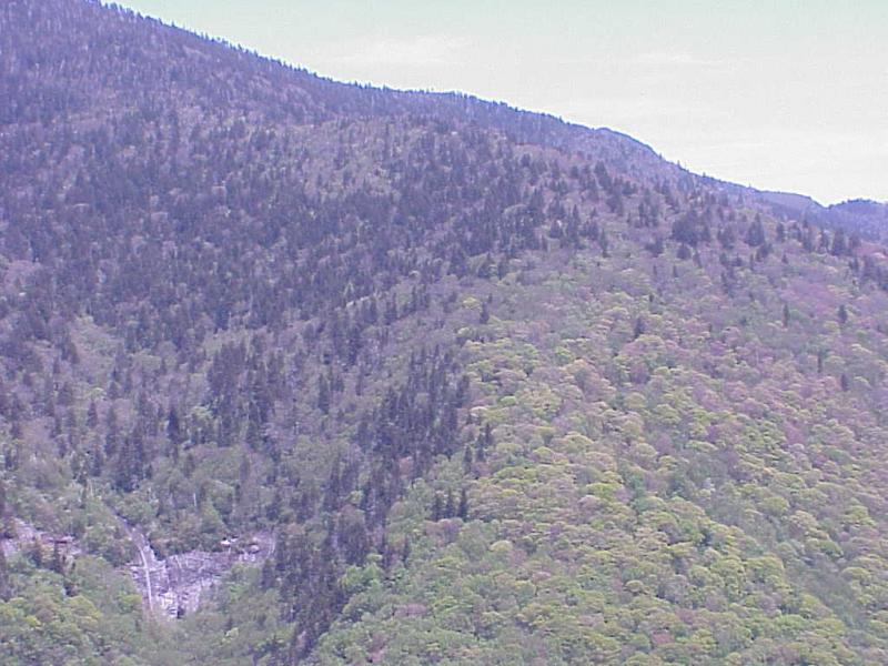 <img typeof="foaf:Image" src="http://statelibrarync.org/learnnc/sites/default/files/images/spruces.jpg" width="1024" height="768" alt="Transition-Northern Hardwoods to Spruce-fir Forest" title="Transition-Northern Hardwoods to Spruce-fir Forest" /> <img typeof="foaf:Image" src="http://statelibrarync.org/learnnc/sites/default/files/images/spruces.jpg" width="1024" height="768" alt="Transition-Northern Hardwoods to Spruce-fir Forest" title="Transition-Northern Hardwoods to Spruce-fir Forest" />