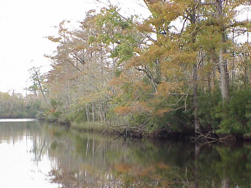 <img typeof="foaf:Image" src="http://statelibrarync.org/learnnc/sites/default/files/images/swamp_forest.jpg" width="1024" height="768" alt="Swamp forest in the tidal freshwater section" />