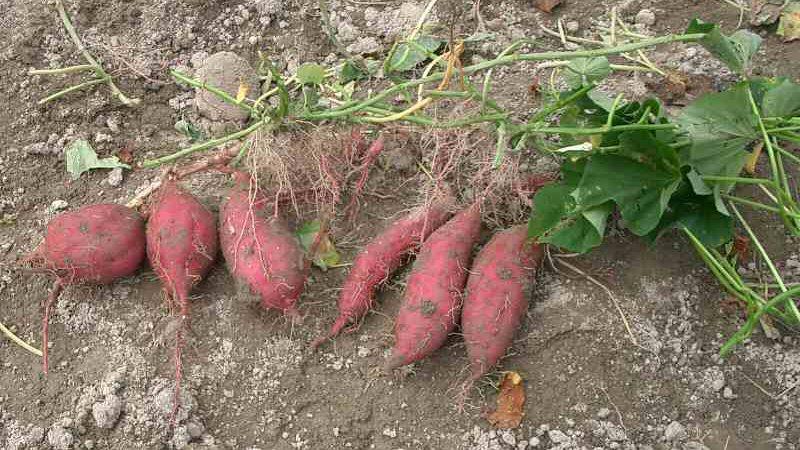<img typeof="foaf:Image" src="http://statelibrarync.org/learnnc/sites/default/files/images/sweet_potatoes.jpg" width="800" height="450" alt="Sweet potatoes" title="Sweet potatoes" />
