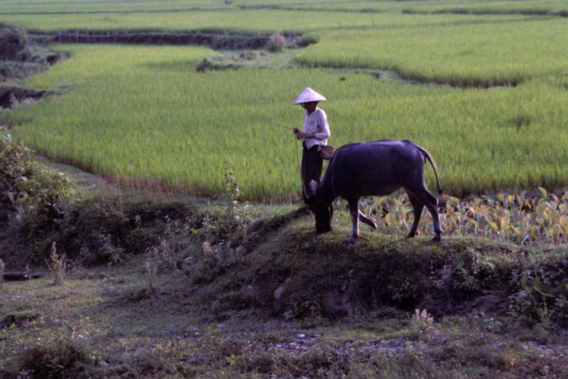 <img typeof="foaf:Image" src="http://statelibrarync.org/learnnc/sites/default/files/images/vietnam_016.jpg" width="1024" height="683" alt="A person in a sunhat walks a water buffalo by wet-rice fields in Mai Chau" title="A person in a sunhat walks a water buffalo by wet-rice fields in Mai Chau" />