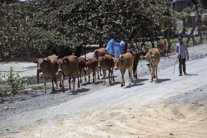 <img typeof="foaf:Image" src="http://statelibrarync.org/learnnc/sites/default/files/images/vietnam_041.jpg" width="1024" height="683" alt="A man walks a herd of ten cows along Highway No. 1 near Nha Trang" title="A man walks a herd of ten cows along Highway No. 1 near Nha Trang" />