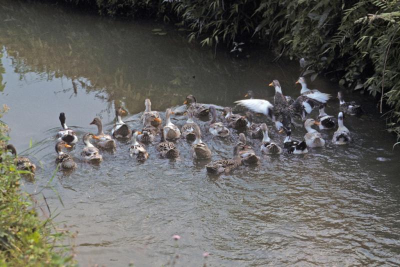 <img typeof="foaf:Image" src="http://statelibrarync.org/learnnc/sites/default/files/images/vietnam_077.jpg" width="1024" height="683" alt="Ducks swim in canal near Mai Chau" title="Ducks swim in canal near Mai Chau" />