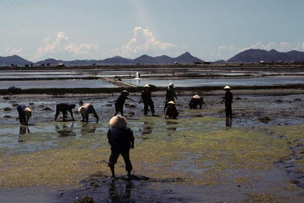 <img typeof="foaf:Image" src="http://statelibrarync.org/learnnc/sites/default/files/images/vietnam_091.jpg" width="600" height="400" alt="Salt production workers stand in a muddy salt field south of Nha Trang" title="Dalt production workers stand in a muddy salt field south of Nha Trang" />