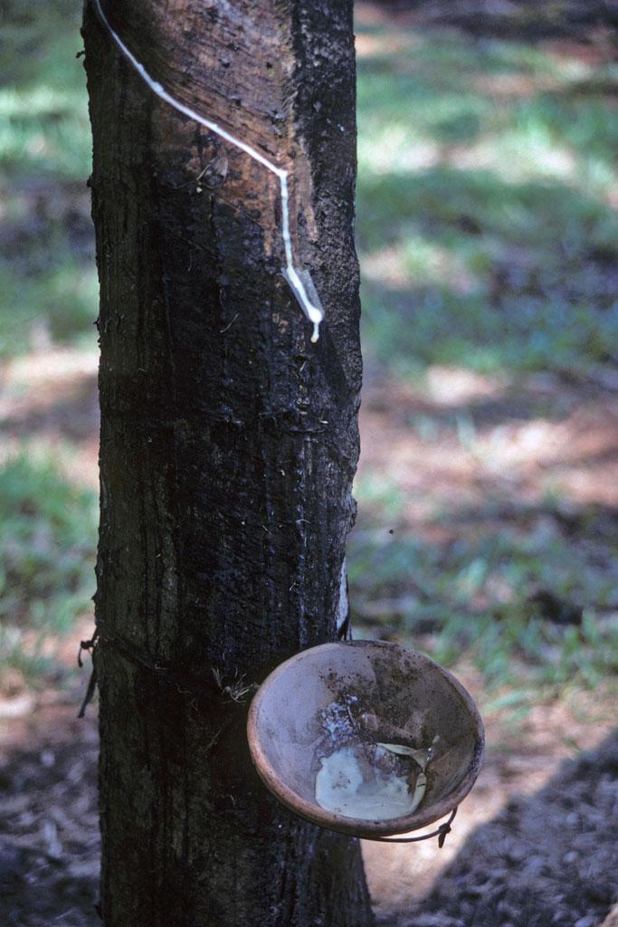 <img typeof="foaf:Image" src="http://statelibrarync.org/learnnc/sites/default/files/images/vietnam_134.jpg" width="683" height="1024" alt="White latex sap dripping into collection pan at rubber tree in plantation" title="White latex sap dripping into collection pan at rubber tree in plantation" />