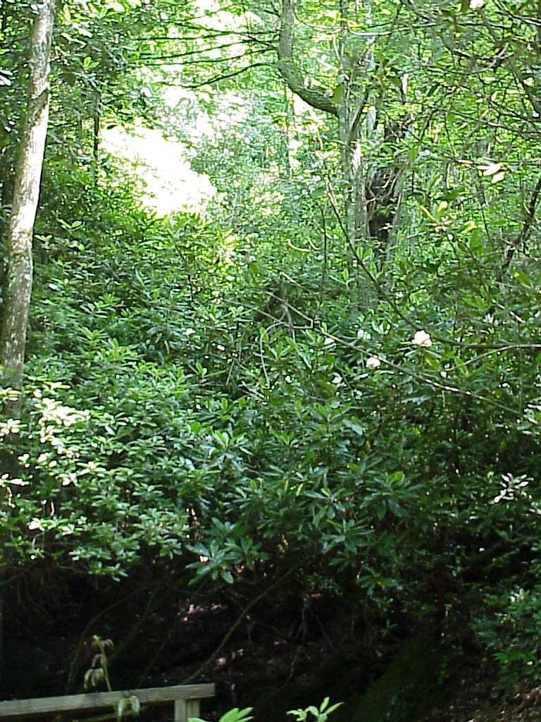 <img typeof="foaf:Image" src="http://statelibrarync.org/learnnc/sites/default/files/images/wetland_bog.jpg" width="768" height="1024" alt="Plant Communities in Jocassee Gorges-Wetland Bogs" title="Plant Communities in Jocassee Gorges-Wetland Bogs" />