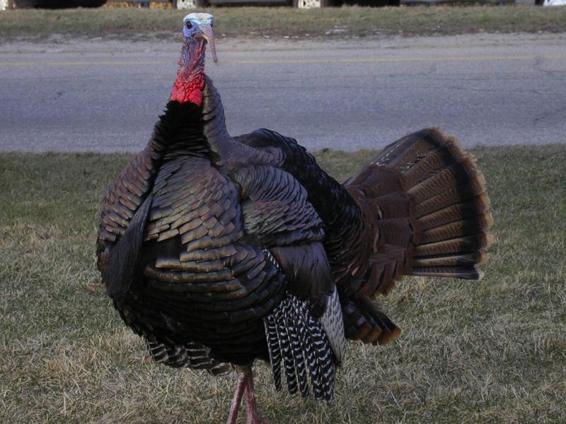 <img typeof="foaf:Image" src="http://statelibrarync.org/learnnc/sites/default/files/images/wild_turkey.jpg" width="1024" height="768" alt="Wild turkey" title="Wild turkey" /> <img typeof="foaf:Image" src="http://statelibrarync.org/learnnc/sites/default/files/images/wild_turkey.jpg" width="1024" height="768" alt="Wild turkey" title="Wild turkey" />
