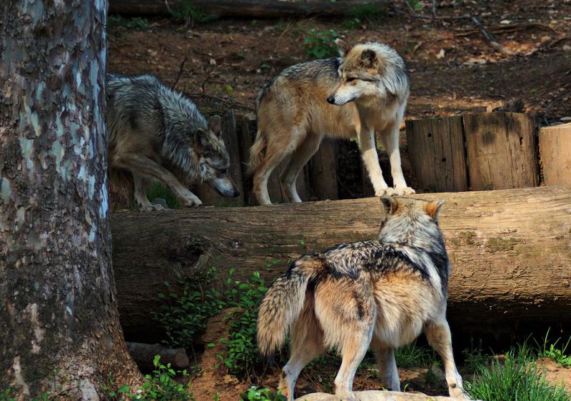 <img typeof="foaf:Image" src="http://statelibrarync.org/learnnc/sites/default/files/images/wolf_pack.jpg" width="1024" height="719" alt="Pack of wolves" title="Pack of wolves" />