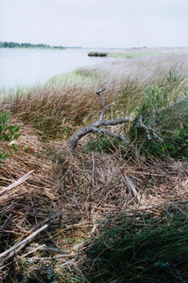 <img typeof="foaf:Image" src="http://statelibrarync.org/learnnc/sites/default/files/images/wrack_line.jpg" width="600" height="904" alt="Wrack line" title="Wrack line" /> <img typeof="foaf:Image" src="http://statelibrarync.org/learnnc/sites/default/files/images/wrack_line.jpg" width="600" height="904" alt="Wrack line" title="Wrack line" />