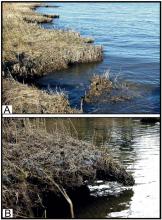 <img typeof="foaf:Image" src="http://statelibrarync.org/learnnc/sites/default/files/images/1_24.jpg" width="647" height="879" alt="Images of eroding marsh platforms" title="Images of eroding marsh platforms" />