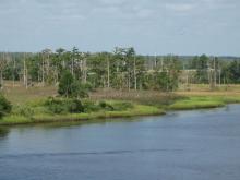 River with wetlands on the banks. It is a cloudy day. There are pine trees growing in the marshes. 